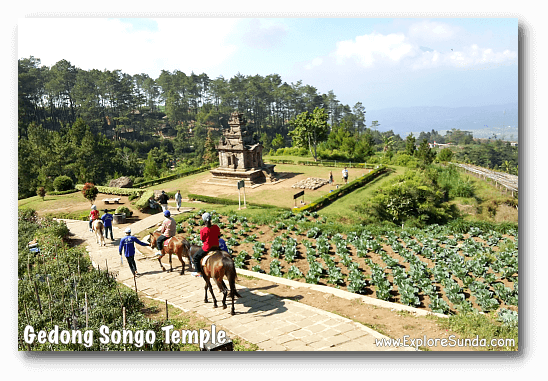 A horse ride to visit all of the temples in Candi Gedong Songo complex. A horse ride to visit all of the temples in Candi Gedong Songo complex.