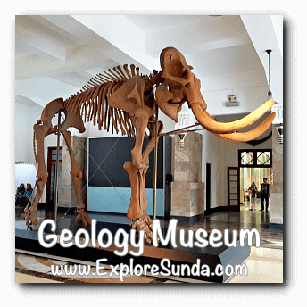 Blora Elephant in Geology Museum, Bandung Blora Elephant in Geology Museum, Bandung