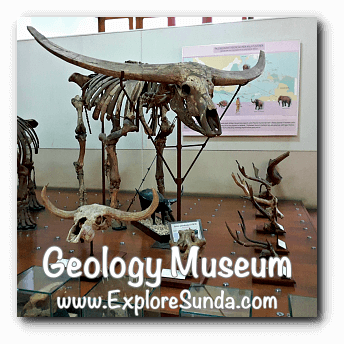 A fossil of buffalo in Geology Museum, Bandung A fossil of buffalo in Geology Museum, Bandung