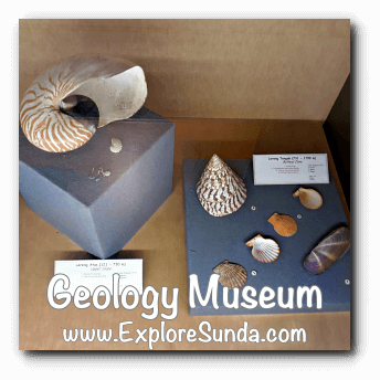 Various shells displayed in Geology Museum, Bandung Various shells displayed in Geology Museum, Bandung