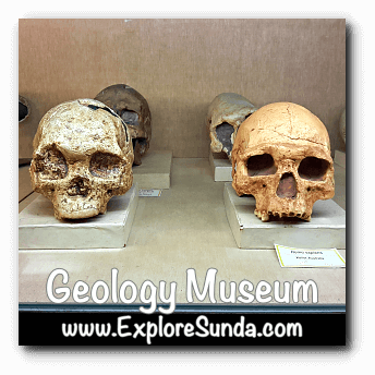 Skulls of Homo sapiens, displayed in Geology Museum, Bandung Skulls of Homo sapiens, displayed in Geology Museum, Bandung
