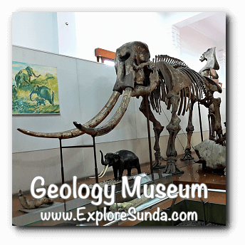 Stegodon trigonochepalus displayed in Geology Museum, Bandung