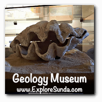 Tridacna gigas, a giant shell displayed in Geology Museum, Bandung Tridacna gigas, a giant shell displayed in Geology Museum, Bandung