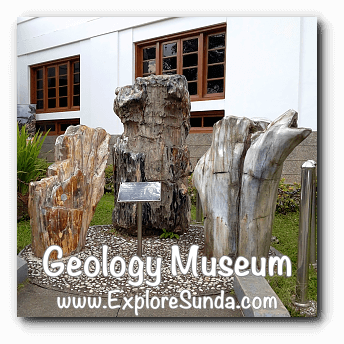 Indonesian Petrified Wood displayed in Geology Museum, Bandung Indonesian Petrified Wood displayed in Geology Museum, Bandung