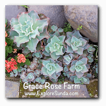 Cacti at Grace Rose Farm in Cisarua, Lembang Cacti at Grace Rose Farm in Cisarua, Lembang