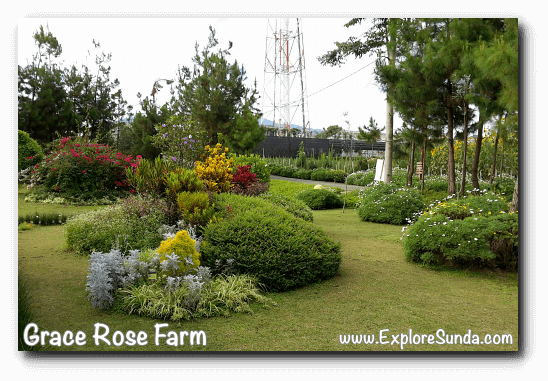 Gardens inside Grace Rose Farm in Cisarua, Lembang Gardens inside Grace Rose Farm in Cisarua, Lembang