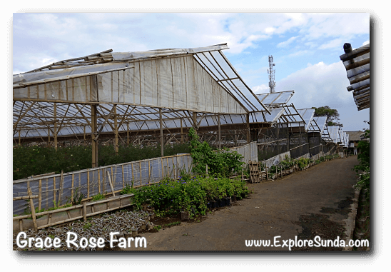 Greenhouses at Grace Rose Farm in Cisarua, Lembang Greenhouses at Grace Rose Farm in Cisarua, Lembang