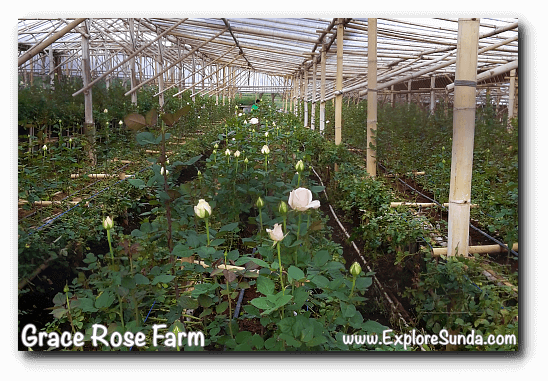 Roses ready to be harvested inside a greenhouse at Grace Rose Farm in Cisarua, Lembang Roses ready to be harvested inside a greenhouse at Grace Rose Farm in Cisarua, Lembang