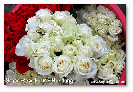 Parks and gardens in the land of Sunda: Grace Rose Farm, Bandung.