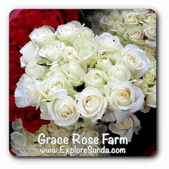 Grace Rose Farm in Lembang, Bandung.