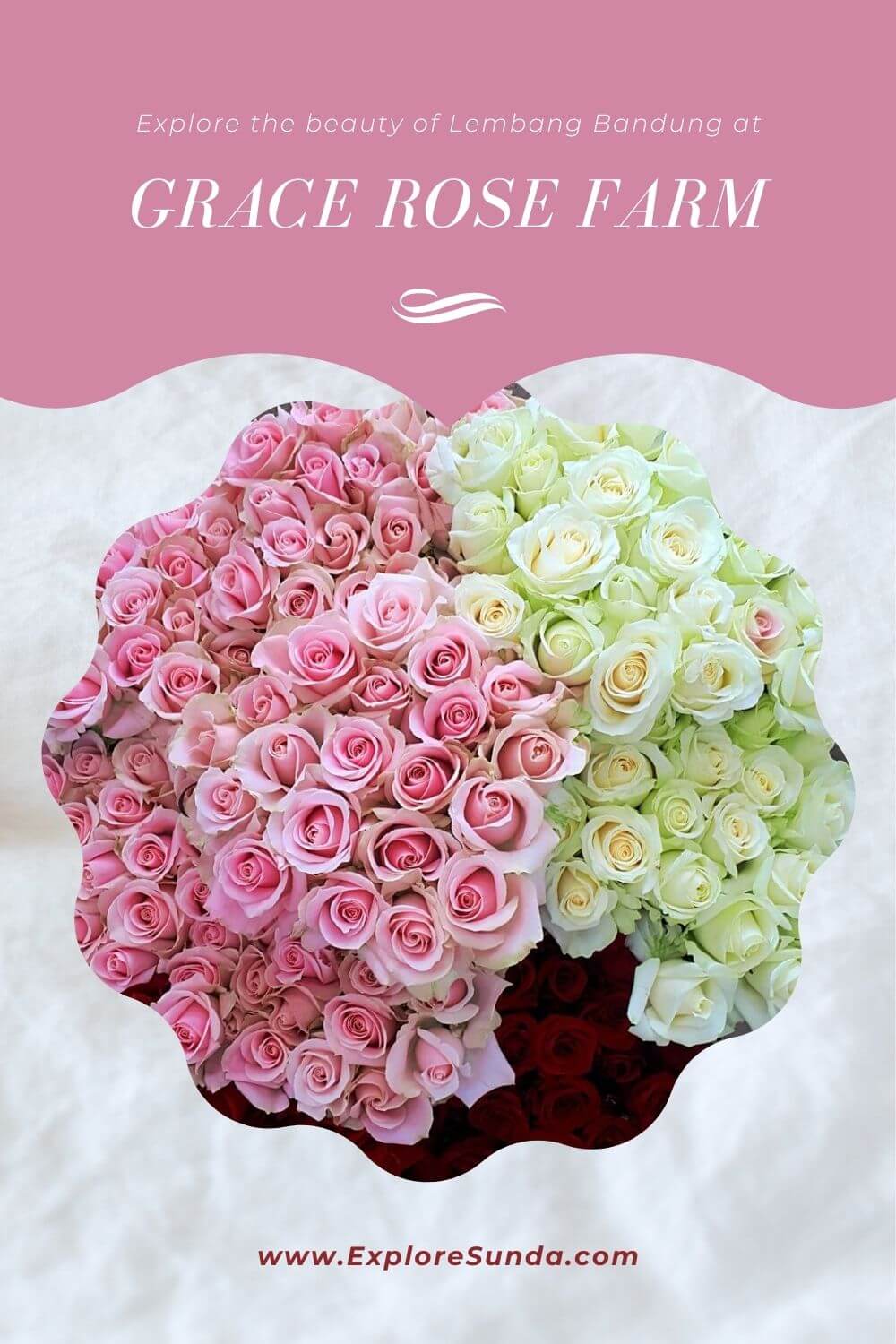 Explore Grace Rose Farm | The best rose farm in Cisarua Lembang Bandung | Stroll in the garden, see how roses are harvested and packed | Buy plants to decorate your home | #ExploreSunda #RoseFarm