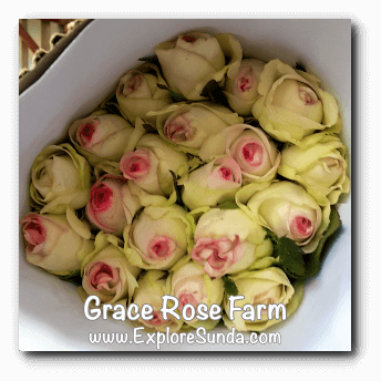 Roses ready to be delivered at Grace Rose Farm in Cisarua, Lembang Roses ready to be delivered at Grace Rose Farm in Cisarua, Lembang