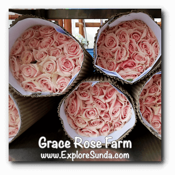 Roses ready to be delivered at Grace Rose Farm in Cisarua, Lembang Roses ready to be delivered at Grace Rose Farm in Cisarua, Lembang