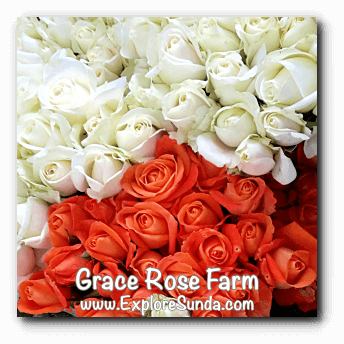 Roses ready to be delivered at Grace Rose Farm in Cisarua, Lembang Roses ready to be delivered at Grace Rose Farm in Cisarua, Lembang