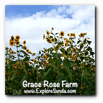 Sunflowers at Grace Rose Farm in Cisarua, Lembang Sunflowers at Grace Rose Farm in Cisarua, Lembang