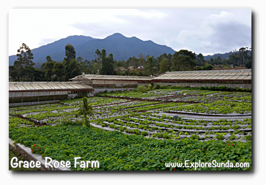Vegetables patch at Grace Rose Farm in Cisarua, Lembang, with mount Burangrang as the backdrop Vegetables patch at Grace Rose Farm in Cisarua, Lembang, with mount Burangrang as the backdrop