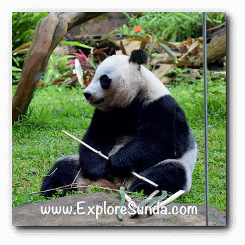 Hu Chun, the female giant panda at Taman Safari Indonesia Cisarua Bogor.