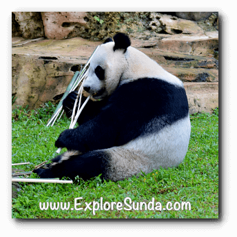 Hu Chun, the female giant panda at Taman Safari Indonesia Cisarua Bogor.