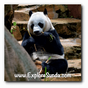 Hu Chun, the female giant panda at Taman Safari Indonesia Cisarua Bogor.