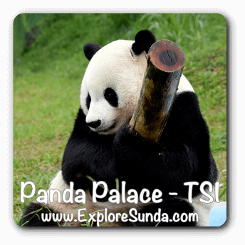 Cai Tao plays in Panda Palace, Taman Safari Indonesia  Cisarua, Puncak