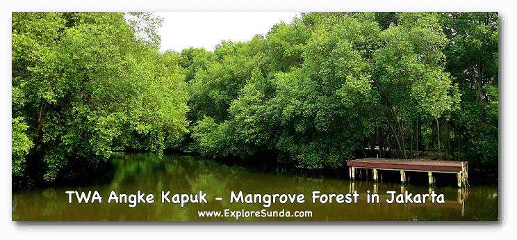 Taman Wisata Alam Angke Kapuk | The Best Mangrove Forest in Jakarta