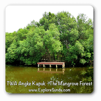 Mangrove Forest at Taman Wisata Alam Angke Kapuk, Jakarta.