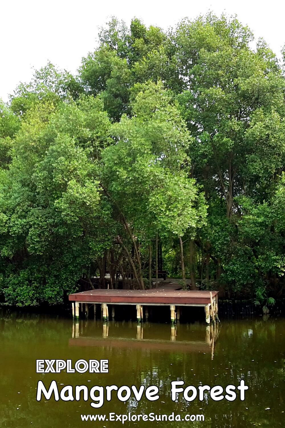 Explore the mangrove forest at Taman Wisata Alam Angke Kapuk, Jakarta | #ExploreSunda