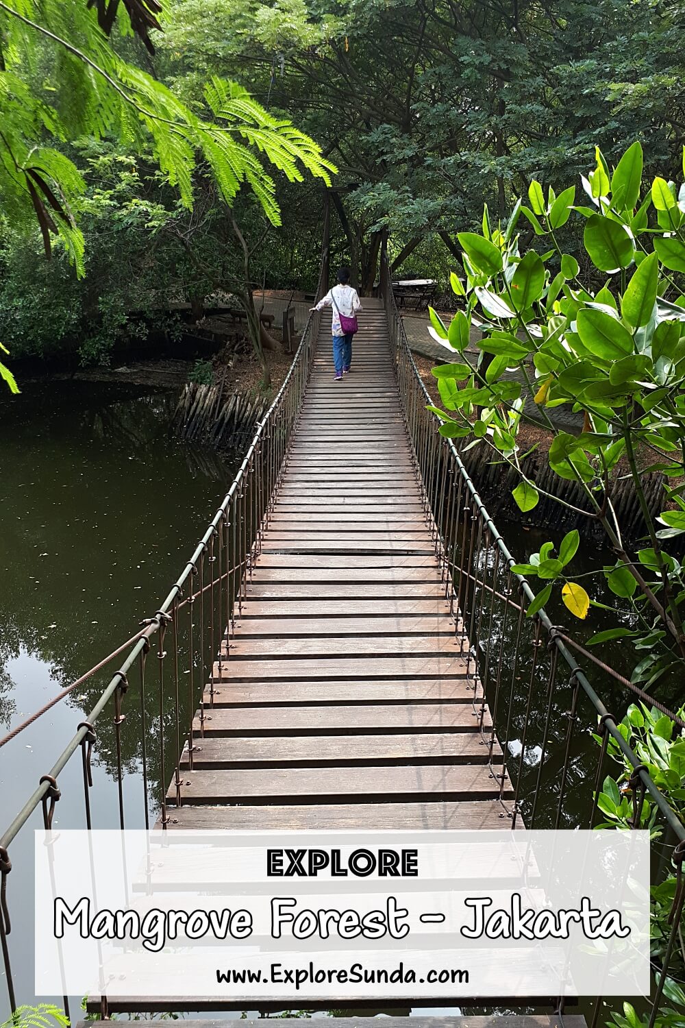 Explore the mangrove forest at Taman Wisata Alam Angke Kapuk, Jakarta | #ExploreSunda