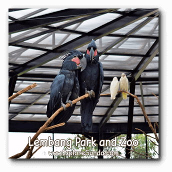Kakatua Raja a.k.a. the King Cockatoo / The Great Black Cockatoo / Probosciger atterimus at Lembang Park and Zoo. Kakatua Raja a.k.a. the King Cockatoo / The Great Black Cockatoo / Probosciger atterimus at Lembang Park and Zoo.