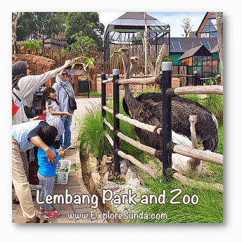 Parks and Gardens: Feeding a family of ostrich at Lembang Park and Zoo, Bandung.