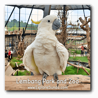Kakatua Jambul Kuning (Cacatua Sulphurea) in Lembang Park and Zoo. Kakatua Jambul Kuning (Cacatua Sulphurea) in Lembang Park and Zoo.