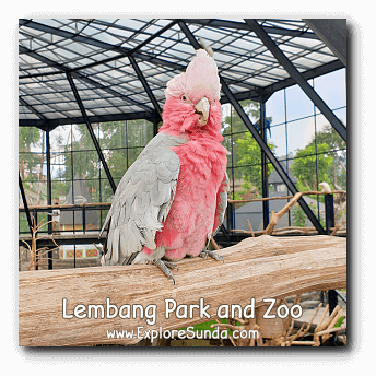 Kakatua Galah (Eolophus roseicapilla), the pink cockatoo at Lembang Park and Zoo. Kakatua Galah (Eolophus roseicapilla), the pink cockatoo at Lembang Park and Zoo.
