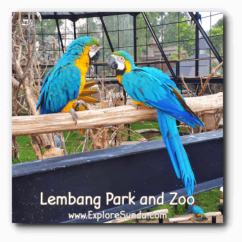 Blue and Gold Macaw in Lembang Park and Zoo. Blue and Gold Macaw in Lembang Park and Zoo.