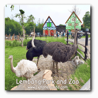 A Family of Ostrich, the flightless bird, at Lembang Park and Zoo A Family of Ostrich, the flightless bird, at Lembang Park and Zoo