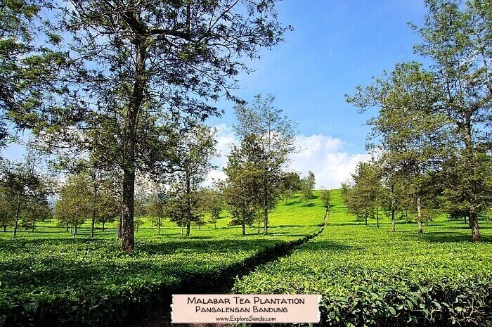 Nestled in the rolling hills of Mount Malabar lies a gorgeous tea plantation that was once the pride and joy of the Preanger Planters. Nestled in the rolling hills of Mount Malabar lies a gorgeous tea plantation that was once the pride and joy of the Preanger Planters.