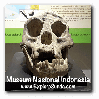 The skull of Homo Floresiensis, a collection of Museum Gajah (The National Museum of Indonesia), Jakarta The skull of Homo Floresiensis, a collection of Museum Gajah (The National Museum of Indonesia), Jakarta