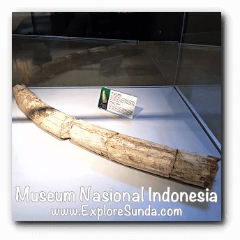 A tusk fossil of Stegodon- a collection of Museum Gajah (The National Museum of Indonesia), Jakarta A tusk fossil of Stegodon- a collection of Museum Gajah (The National Museum of Indonesia), Jakarta