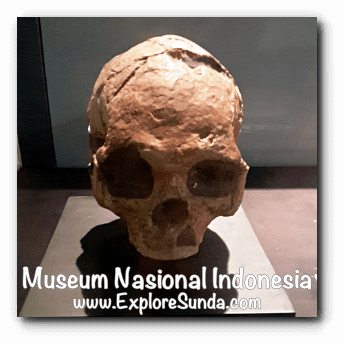 The skull of Homo Wajakensis, a collection of Museum Gajah (The National Museum of Indonesia), Jakarta The skull of Homo Wajakensis, a collection of Museum Gajah (The National Museum of Indonesia), Jakarta