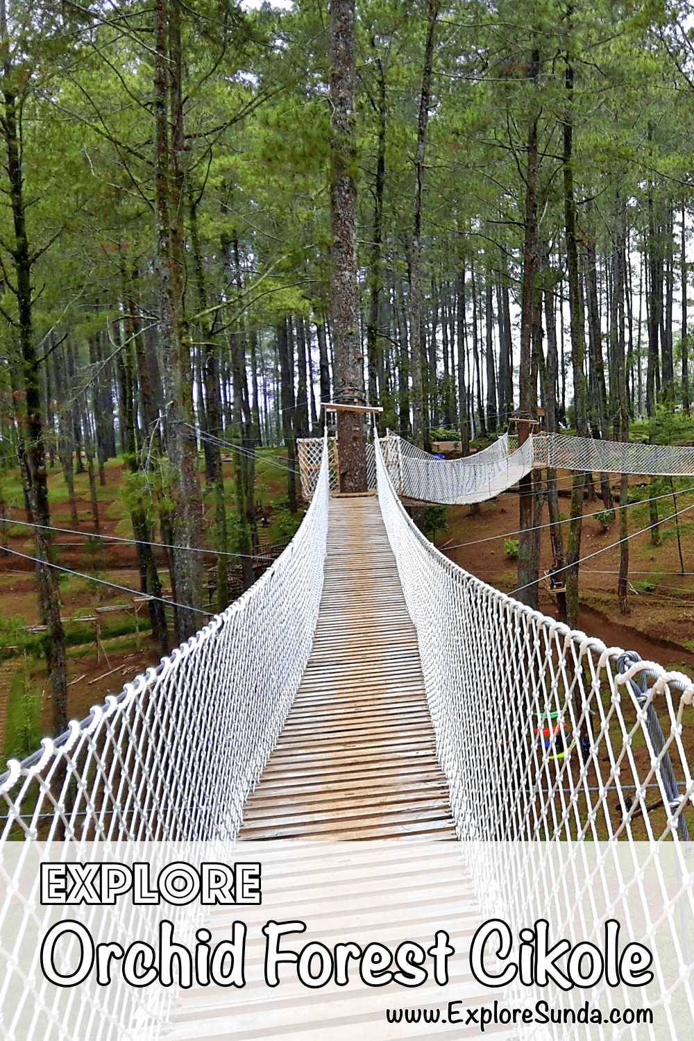 Explore Orchid Forest Cikole Lembang | stroll in a pine forest decorated with lots of orchids | Cross over the Sky Bridge | Challenge yourself in a High Rope obstacle | #ExploreSunda