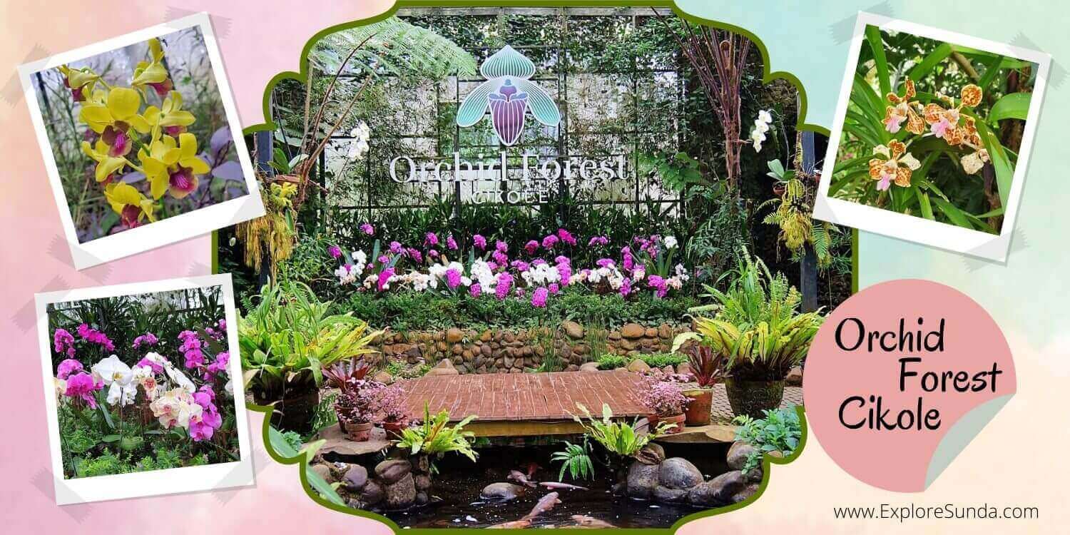 Orchid House, the orchid green house in Orchid Forest Cikole. Orchid House, the orchid green house in Orchid Forest Cikole.