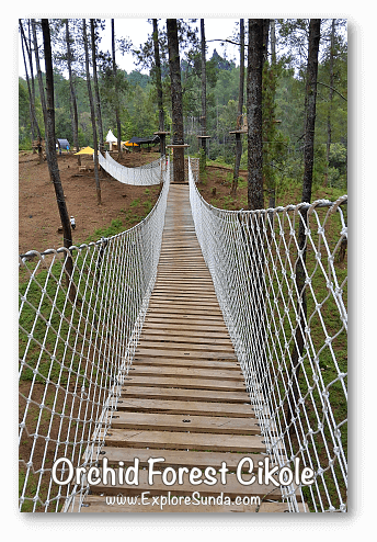 Parks and gardens in the land of Sunda: Orchid Forest Cikole - Lembang, Bandung.
