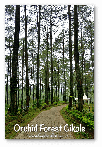 Parks and gardens in the land of Sunda: Orchid Forest Cikole - Lembang, Bandung.