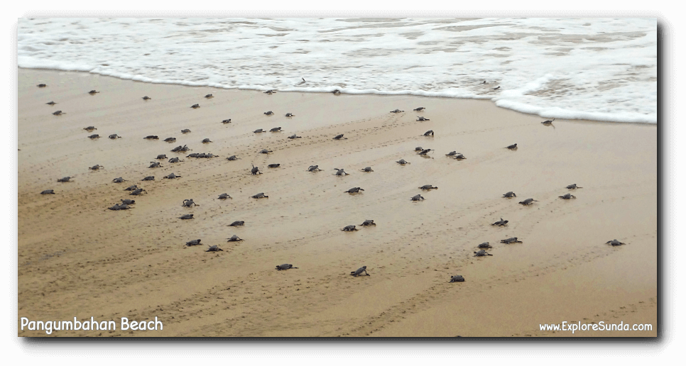 Turtle hatchlings race to enter the ocean for the first time in their life.