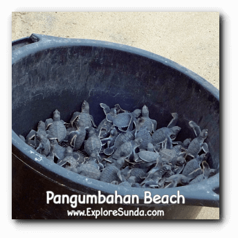 The new born of turtle hatchlings, ready to be freed to the ocean.
