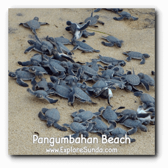 The turtle hatchlings are ready to race to the ocean :)