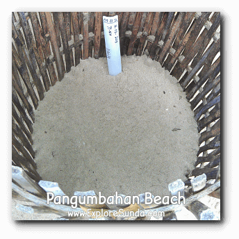 Nursery for the Green Turtle eggs, complete with the date and how many eggs from one female turtle.