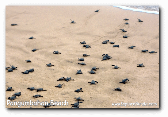Turtle hatchlings race to enter the ocean for the first time in their life.