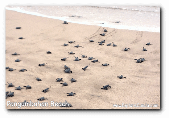 Turtle hatchlings race to enter the ocean for the first time in their life.
