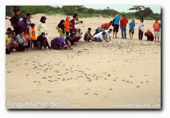 Every dusk visitors help to release the turtle hatchlings to the ocean.