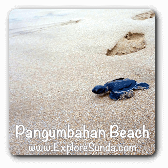 Green Turtle Conservatory at Pangumbahan Beach